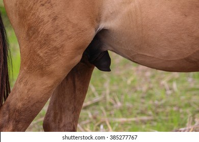 Pferde penis