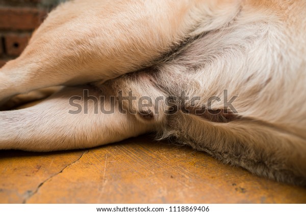 Canine Penis