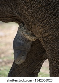 Elephant Cocks