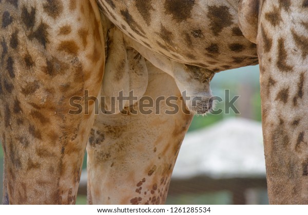 milyen nagy egy zsiráf pénisz fekete nagyi szexuális kép