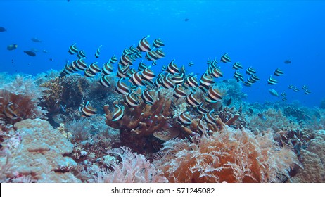 Pennant Bannerfish on a colorful coral reef - Shutterstock ID 571245082