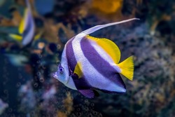 Pennant Coralfish - Heniochus Acuminatus - Also Known As The Longfin Bannerfish, Reef Bannerfish Or Coachman. Fish Of The Family Chaetodontidae, Native To The Indo-Pacific Area
