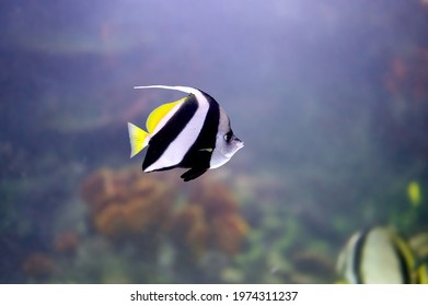 Pennant Coralfish (Heniochus Acuminatus), Tropical Fish Of The Family Chaetodontidae Swimming In Cloudy Water