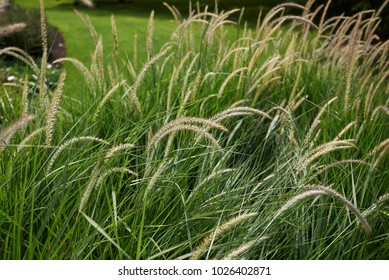 Pennisetum Fairy Tails Blooming