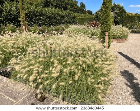 Pennisetum (Fountain Grass) grass growing in a bed at Merriments Gardens, East Sussex