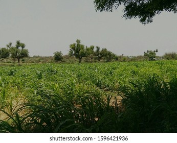 Pennisetum Glaucum Fields In Jaipur, Rajasthan 