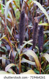 Pennisetum Glaucum In The Flowerbed.