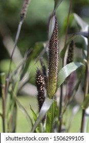 Pennisetum Glaucum Purple Majesty' In Summer