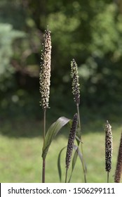 Pennisetum Glaucum Purple Majesty' In Summer