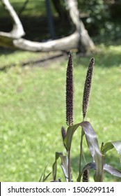 Pennisetum Glaucum Purple Majesty' In Summer