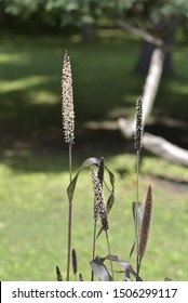 Pennisetum Glaucum Purple Majesty' In Summer