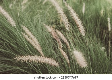 Pennisetum Grass Fether, Positive ,relaxing ,effortless And Soothing Concept