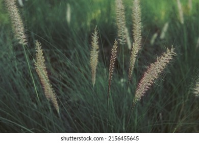 Pennisetum Grass Fether, Positive ,relaxing ,effortless And Soothing Concept