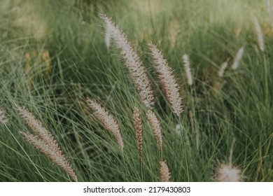 Pennisetum Grass Fether, Positive ,relaxing ,effortless And Soothing Concept