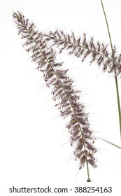 Pennisetum; Orientale;