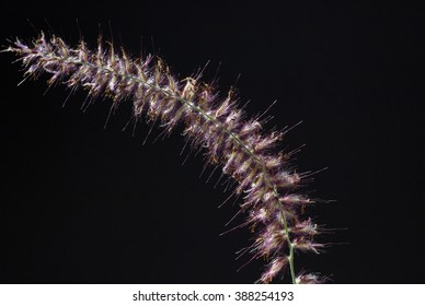 Pennisetum; Orientale;