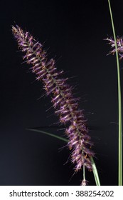 Pennisetum; Orientale;