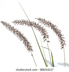 Pennisetum; Orientale;