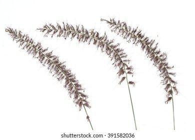 Pennisetum; Orientale;