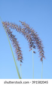 Pennisetum; Orientale;