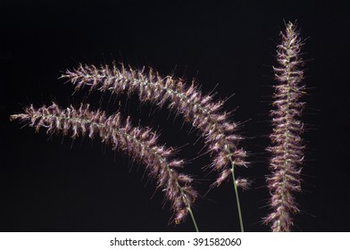 Pennisetum; Orientale;