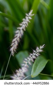 Pennisetum Orientale