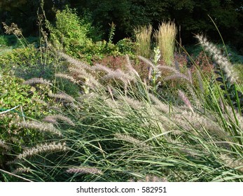 Pennisetum Orientale