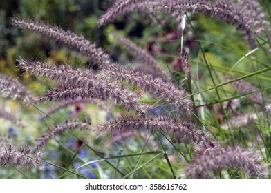 Pennisetum; Orientale; Compressum