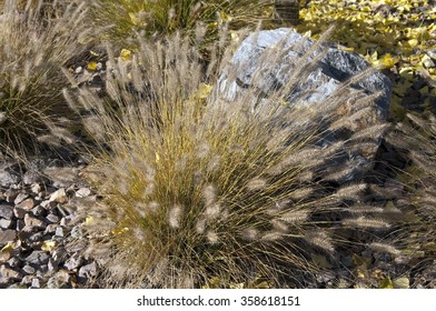 Pennisetum; Orientale; Compressum