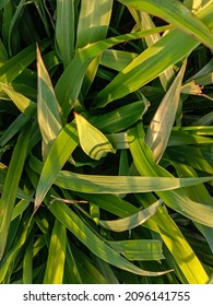 Pennisetum Purpureum Is Commonly Found In Rice Fields