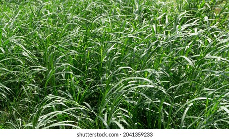 Pennisetum Purpureum Or Elephant Grass In Nature.