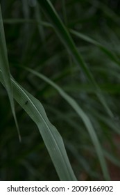 Pennisetum Purpureum Leaves In The Rainy Season.