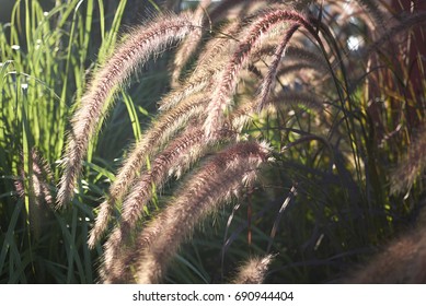 Pennisetum Setaceum