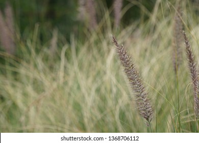 Pennisetum Setaceum, Commonly Known As Crimson Fountaingrass