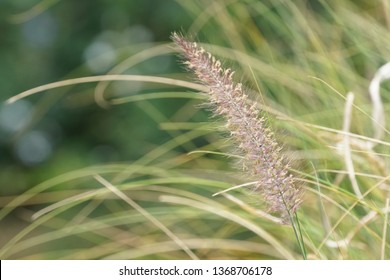 Pennisetum Setaceum, Commonly Known As Crimson Fountaingrass