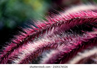 Pennisetum Setaceum ‘Rubrum’ In Full Bloom