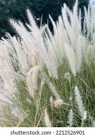 Pennisetum Setaceum Grasses In The Garden