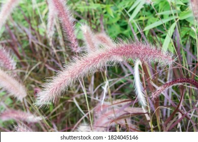 The Pennisetum Setaceum ‘Rubrum’ In The Park.