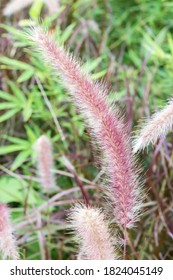 The Pennisetum Setaceum ‘Rubrum’ In The Park.