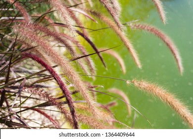 Pennisetum Setaceum Rubrum In Pond