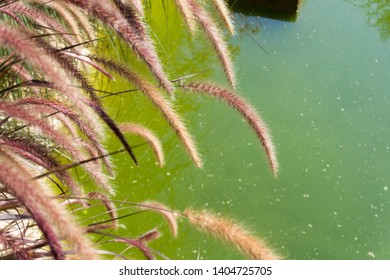 Pennisetum Setaceum Rubrum In Pond