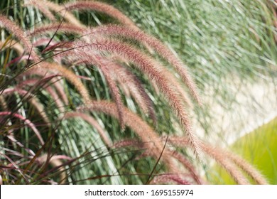 Pennisetum Setaceum Rubrum In Pond