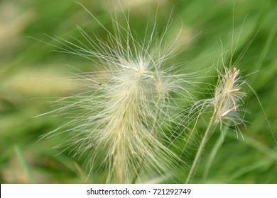 Pennisetum Villosum