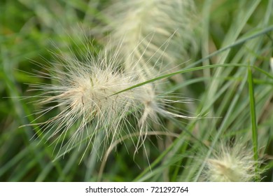 Pennisetum Villosum