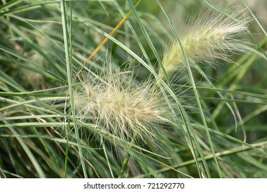 Pennisetum Villosum