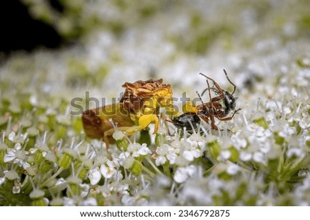 Pennsylvania Ambush Bug with prey item. Stock foto © 