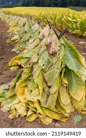 Pennsylvania Field Of Burley Tobacco