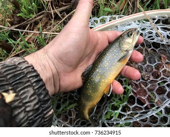 Pennsylvania Trout Fishing