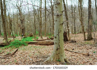 Pennsylvanian Woods Have A Shy Beauty 