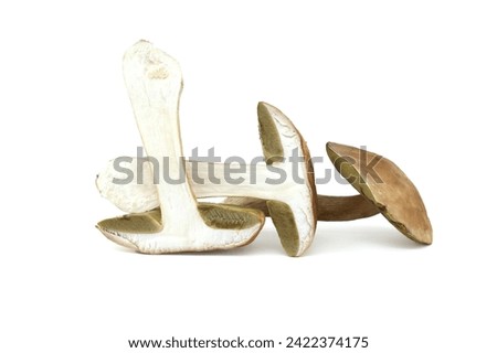 Penny Bun or Boletus edulis, Cep mushroom isolated on white background, edible and can be used as medicinal mushrooms as well